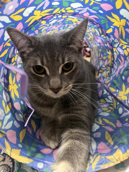 /Images/uploads/Friends of Seal Beach Animal Care Center/2025sbacc/entries/32041thumb.jpg